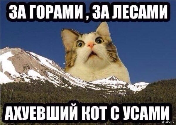 За горами за лесами ахуевший кот с усами