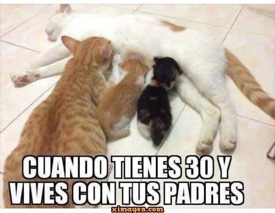 Кошка воспитывает смешно