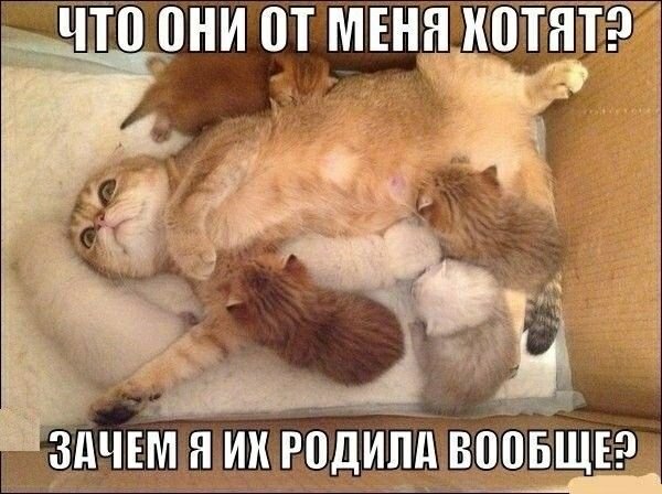 Уставшая кошка с котятами