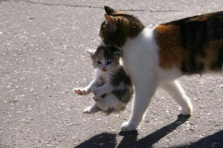 Кошка несет котенка