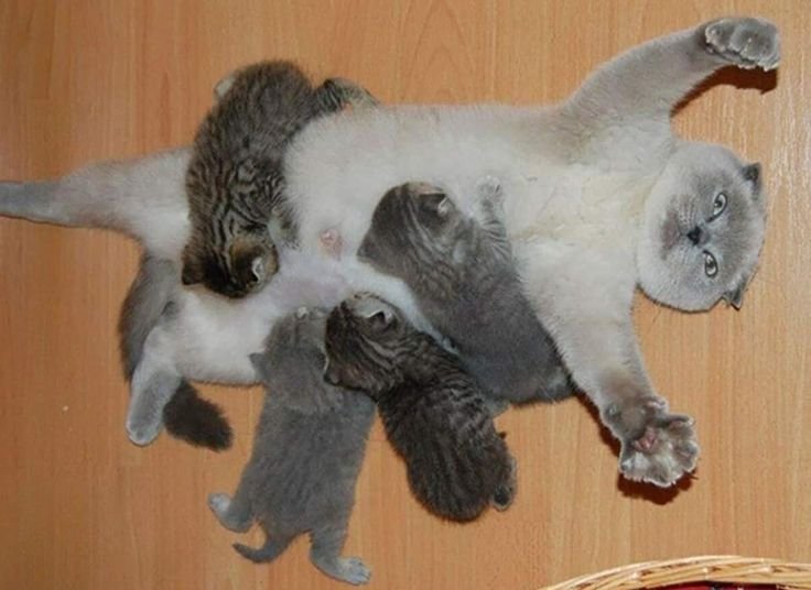 Уставшая кошка с котятами