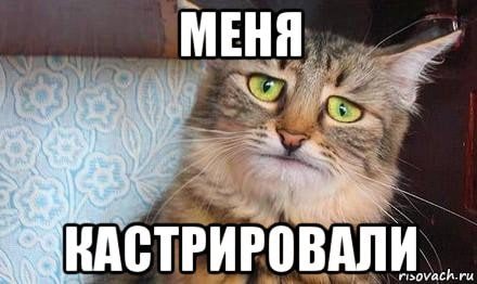 Мемы про кастрацию кота