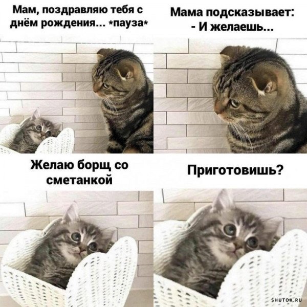Твою ж мать картинка прикольная с котом