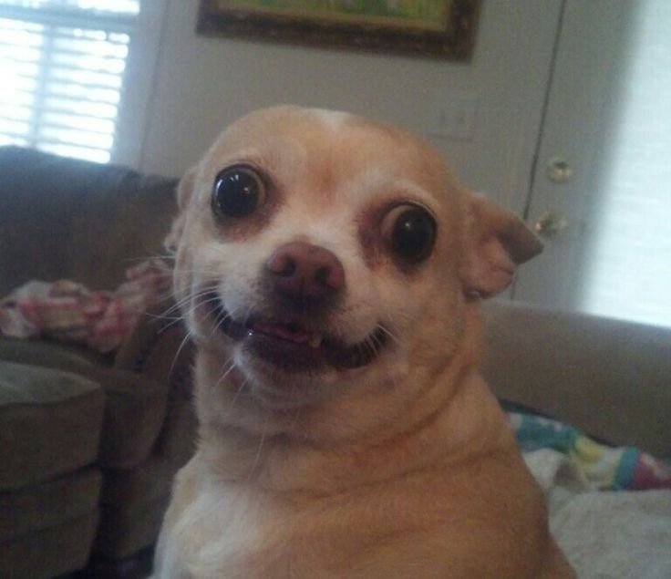 Мемы с чихуа Хуа