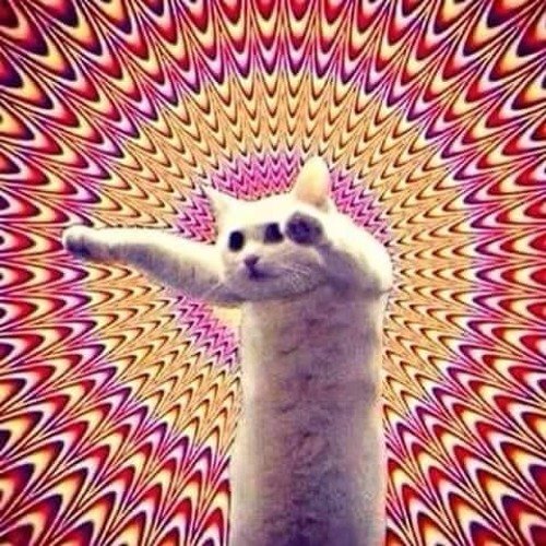 Сумасшедший кот