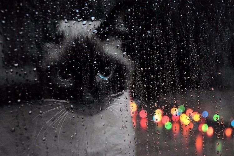 За окном Рейн на душе Пейн