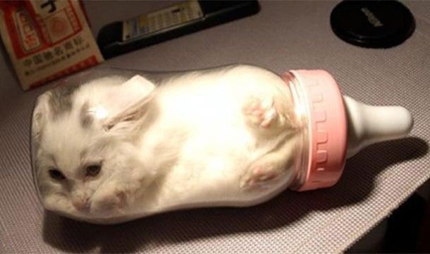 Кот с бутылкой