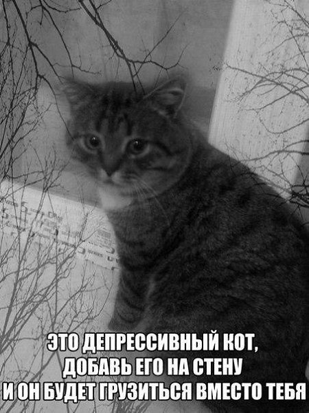 Депрессивный котик