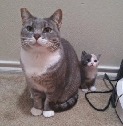 Кошка и котенок мама