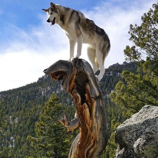 Волки в горах