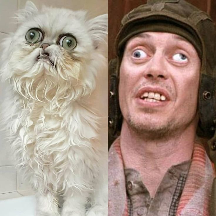 Стив Бушеми косоглазый