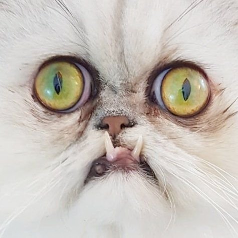 Уилфред Уорриор кот