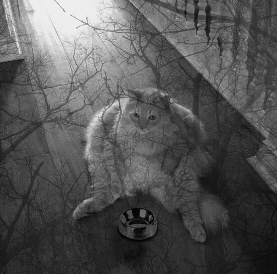 Депрессивный кот