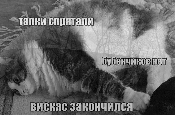 Кот в депрессии