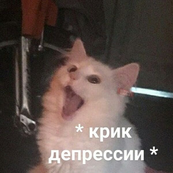 Кричащий кот
