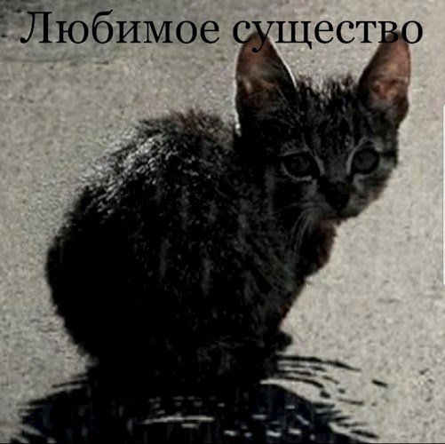 Мокрый котенок под дождем