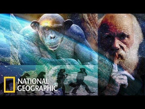 Теория эволюции возникновения человека