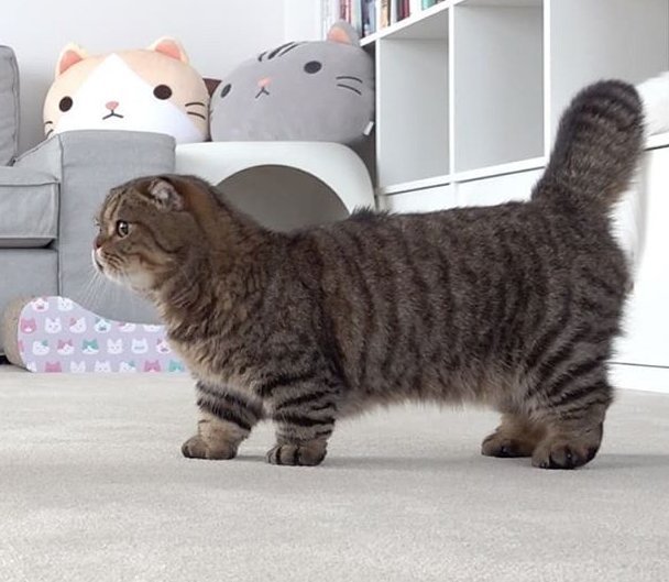 Манчкин Лулу