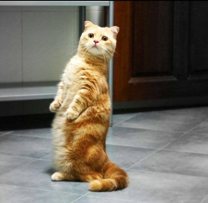 Манчкин кот