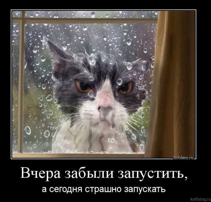 Прикольные коты