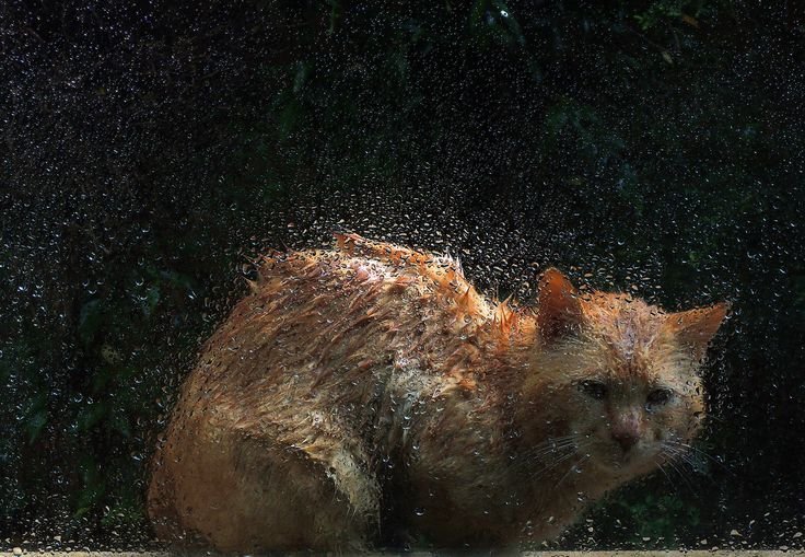 Кот и дождь