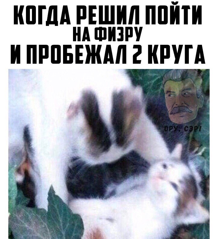 Отдыхай с котами