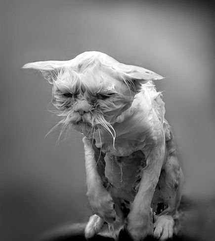 Мокрый облезлый кот