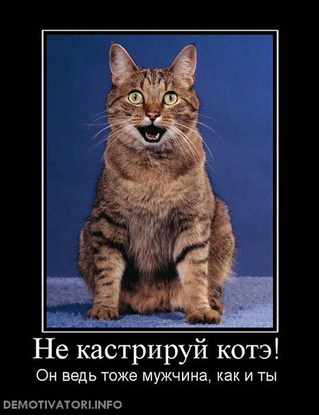 Шутки про кастрированных котов