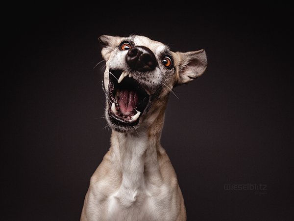 Сумасшедшая собака