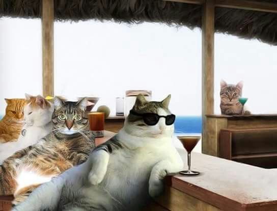 Кошка на отдыхе