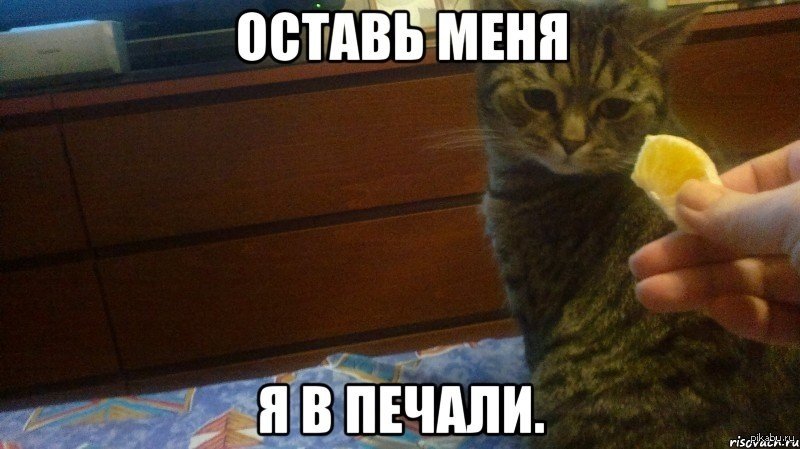 Кот в депрессии