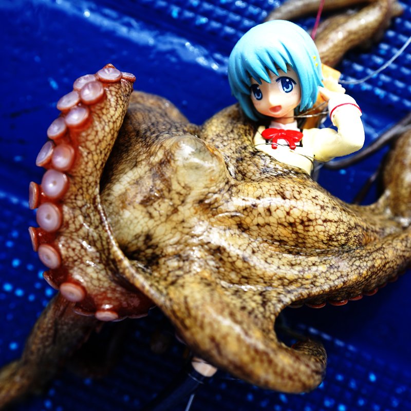 Осьминог аниме