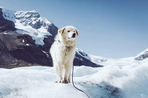 Собака в горах