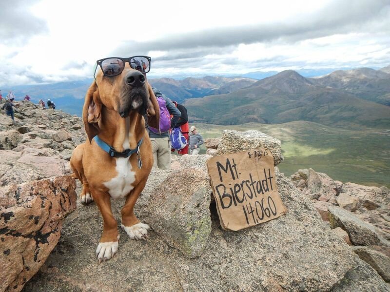 Собака на горе