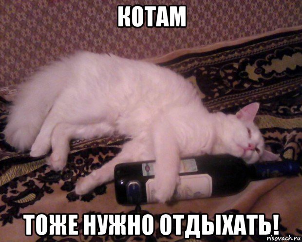 Отдыхай с котами