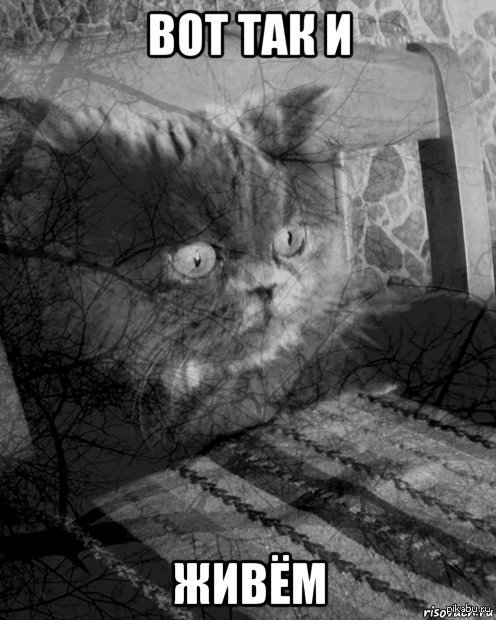 Котик в депрессии