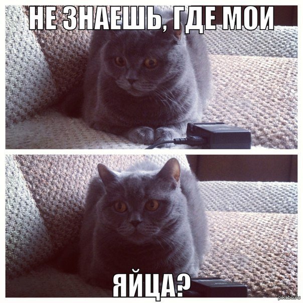 Кошачьи Бубенцы