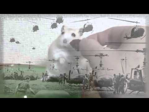 У хомяка флешбеки из Вьетнама