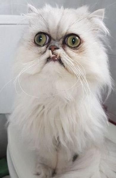 Уродливый кот