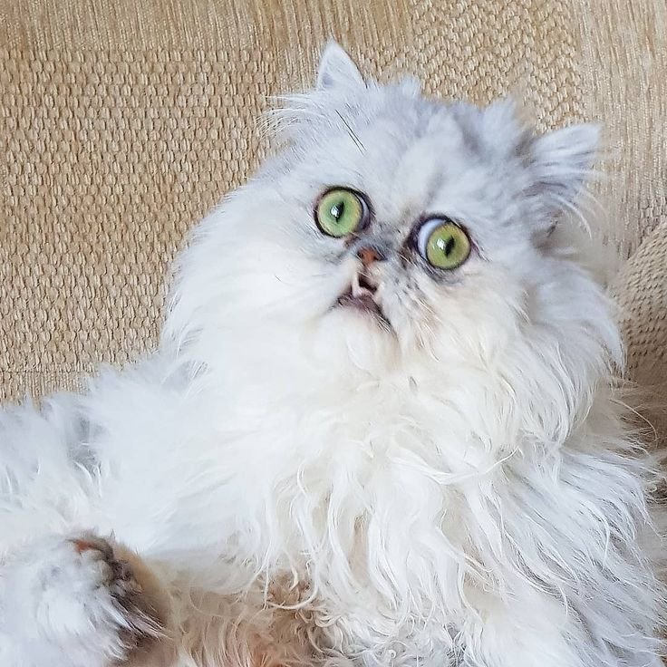 Персидская шиншилла кот Уилфред