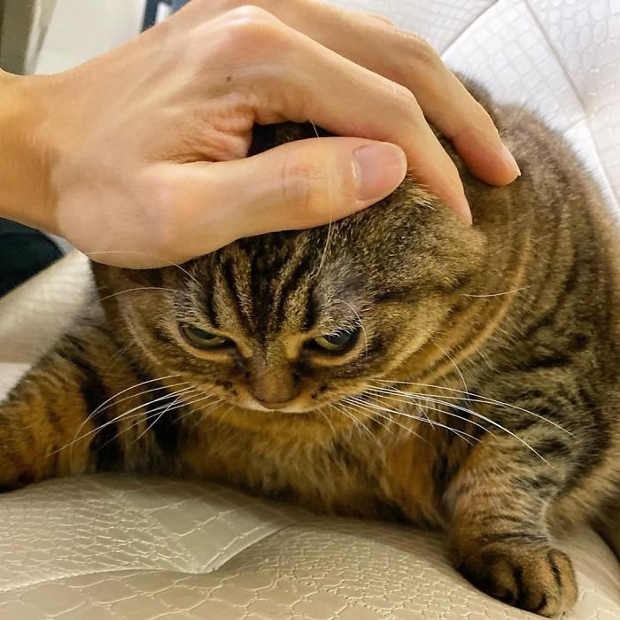 Гладить кота