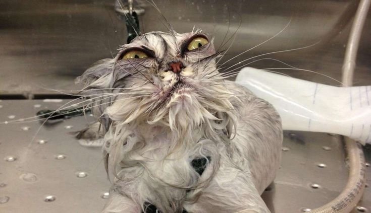 Смешной мокрый кот