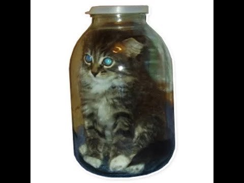 Кот в банке