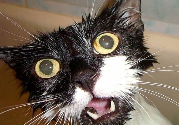 Безумный кот