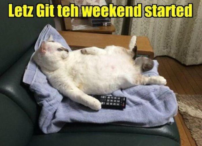 Ленивые коты