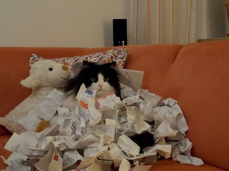 Кот заваленный бумагами