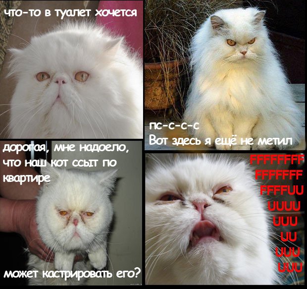Кастрированный кот демотиватор