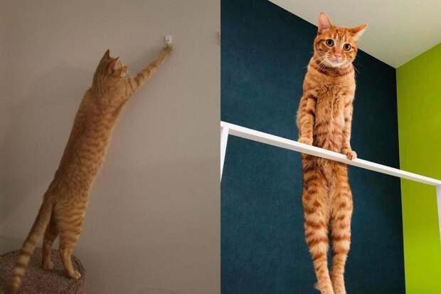 Очень длинные коты