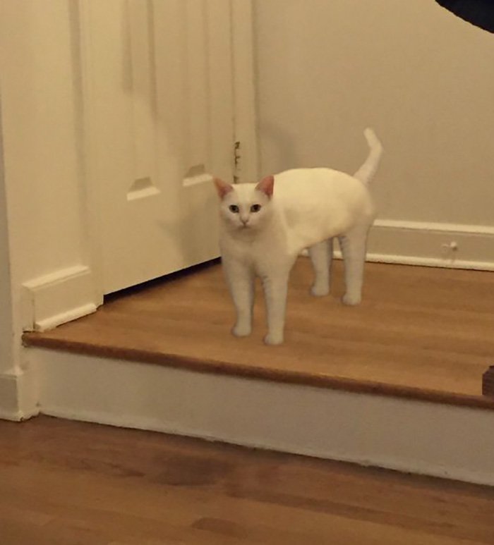 Коты стоят на задних лапах