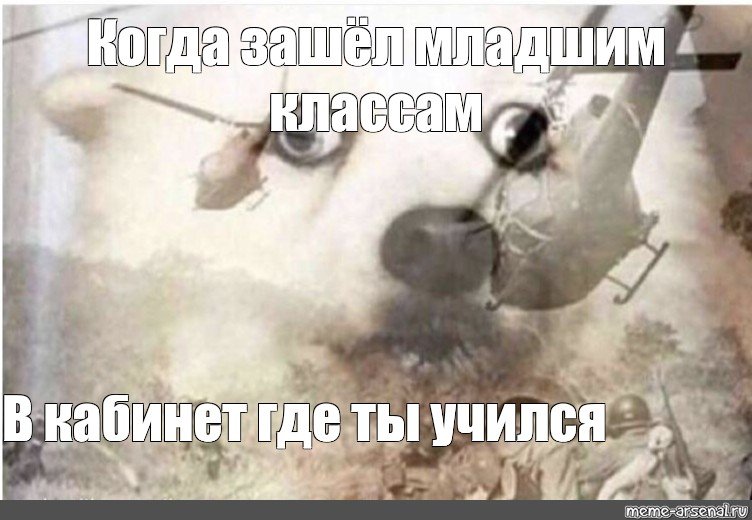 Собака вьетнамские флешбеки